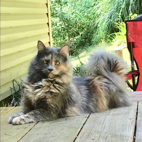 Mystie the Cat aka "Little Kitty" mom's lil helper - Picture 2 of 4